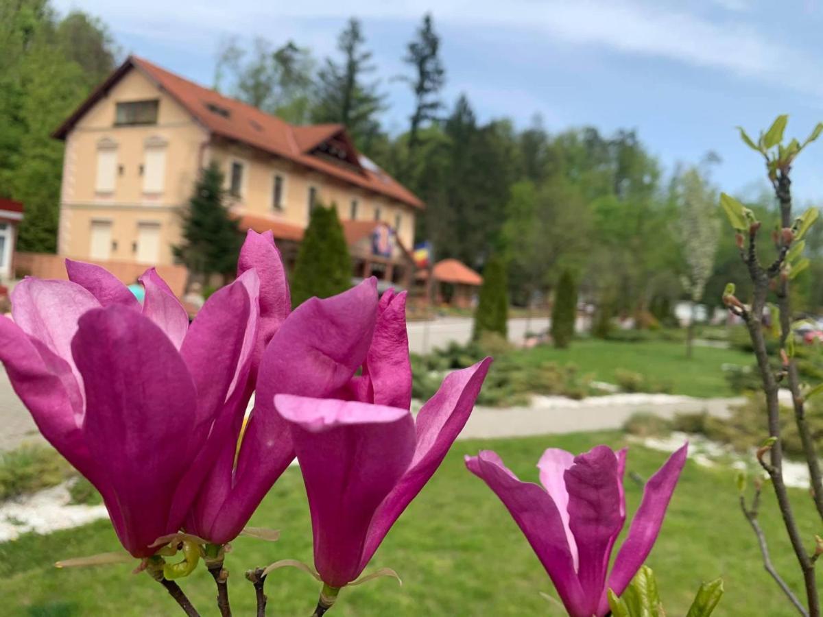 Vila Cerbul Albastru Hotell Moneasa Exteriör bild