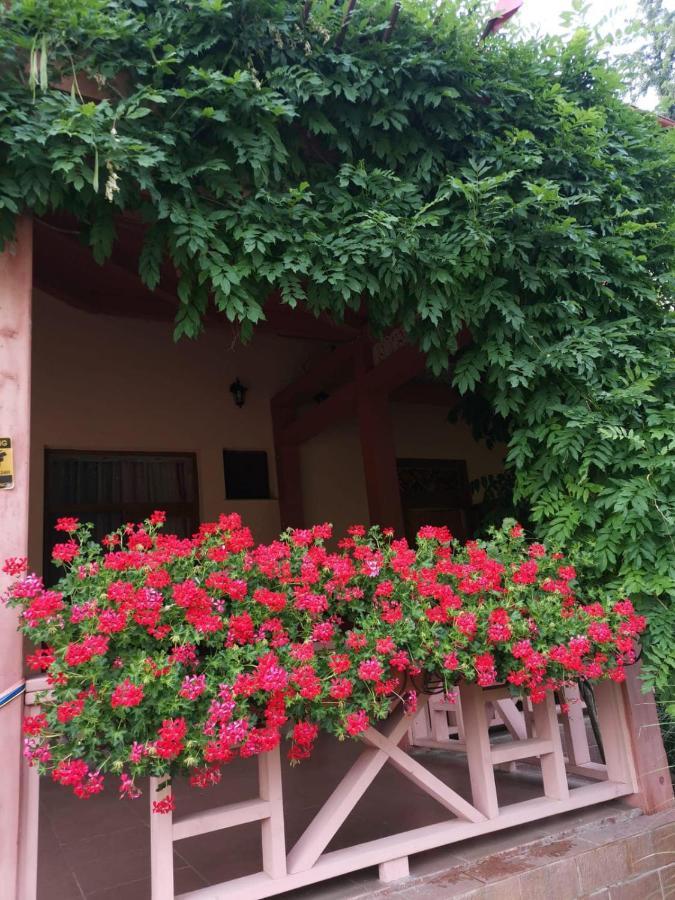 Vila Cerbul Albastru Hotell Moneasa Exteriör bild