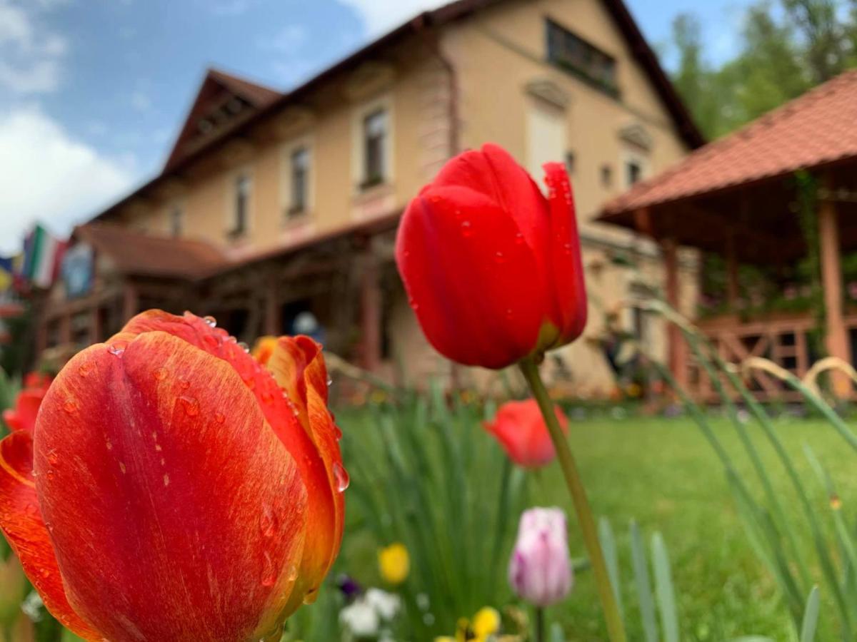 Vila Cerbul Albastru Hotell Moneasa Exteriör bild